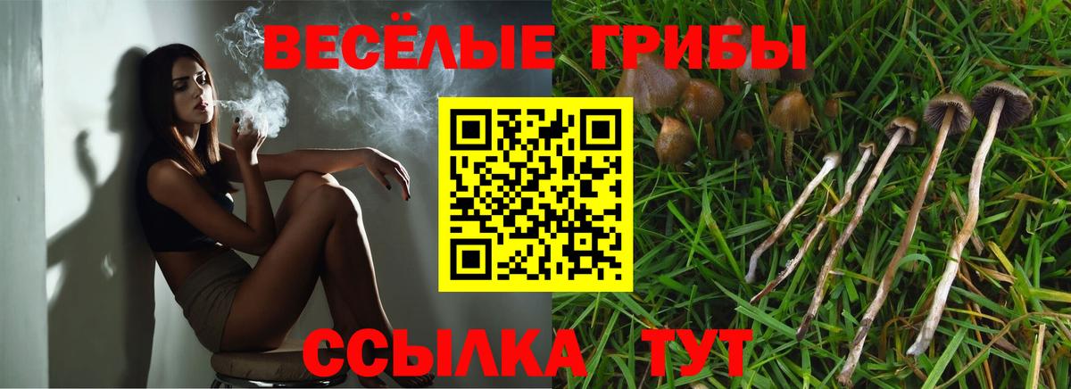 Красноармейск  Галлюциногенные грибы Psilocybe  Вход с VPN 
